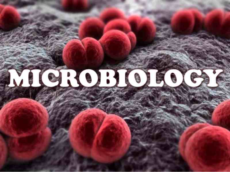 What kind of jobs can you get after earning a degree in M.Sc. Microbiology?